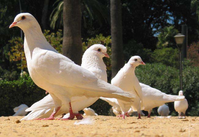 Qué comen las palomas